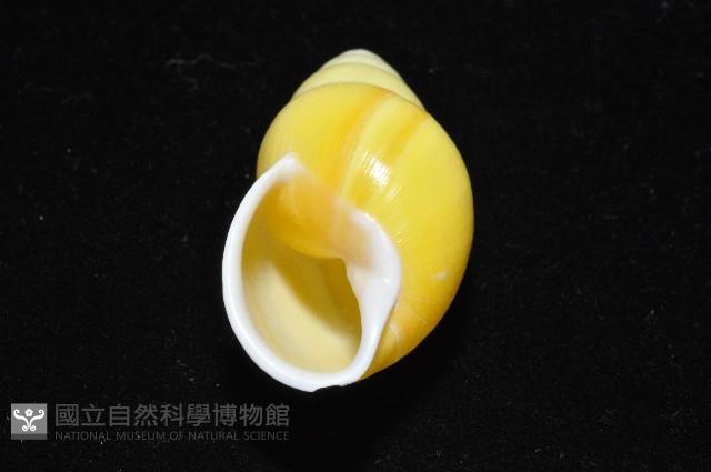 黃雙旋蝸牛藏品圖，第8張