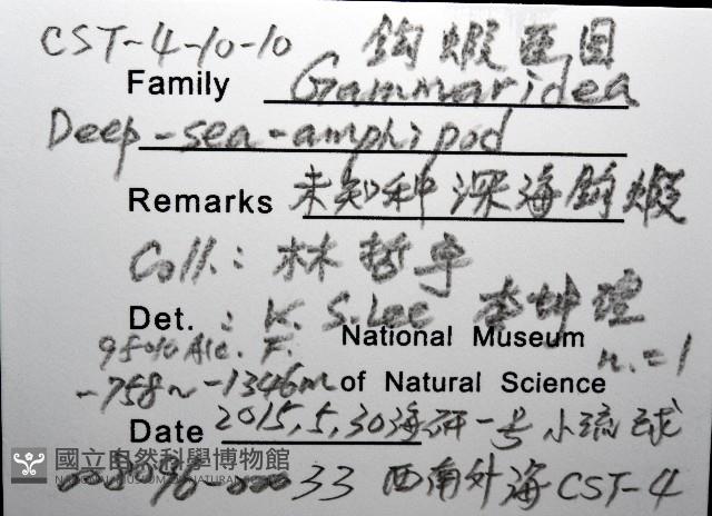 未知種深海鉤蝦藏品圖，第8張