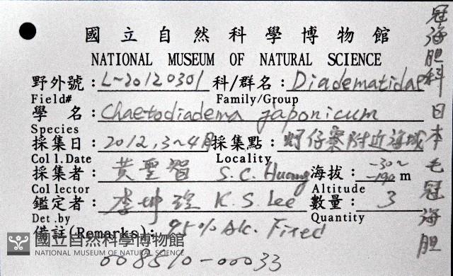 日本毛冠海膽藏品圖，第8張
