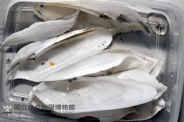 馬尼拉鷗蛤藏品圖，第8張
