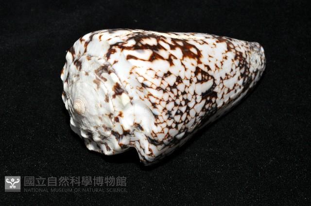 網目大理石芋螺藏品圖，第8張