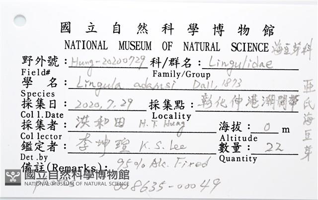 亞氏海豆芽藏品圖，第8張