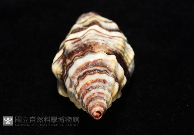 黑帶蛹筆螺藏品圖，第8張