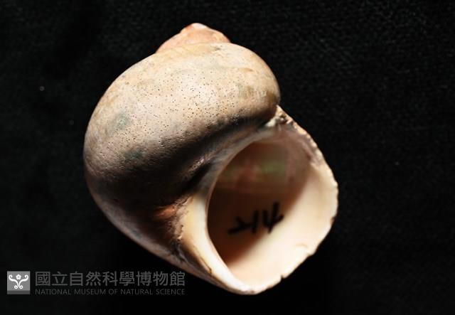 芮氏蠑螺藏品圖，第8張