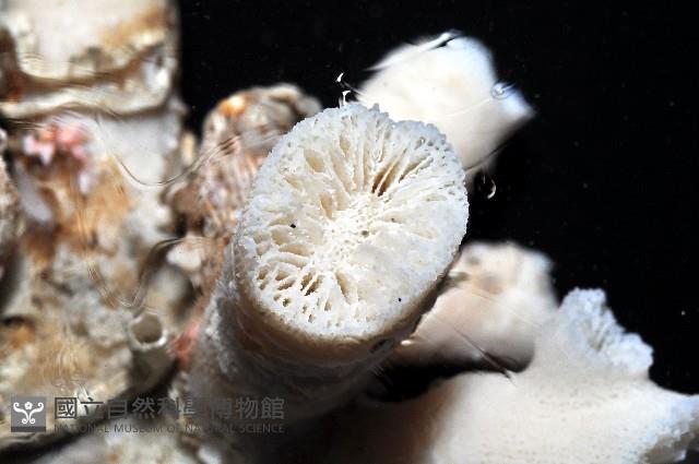 軸樹珊瑚(軸木珊瑚)藏品圖，第8張