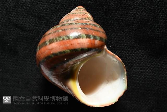 芮氏蠑螺藏品圖，第8張