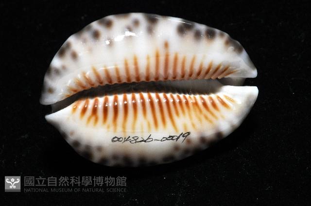 扁緣寶螺藏品圖，第8張