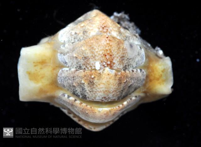 鱗紋石鱉藏品圖，第8張