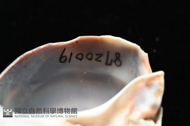 皮氏鳳螺藏品圖，第8張