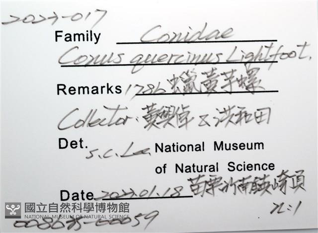 蠟黃芋螺藏品圖，第8張