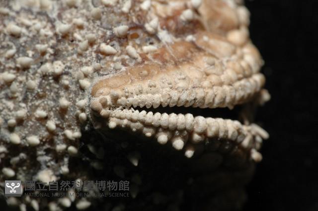 麵包海星(饅頭海星)藏品圖，第8張