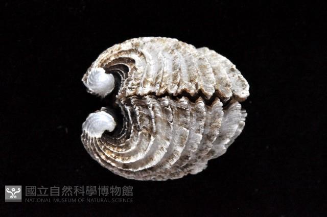 龍王圈心蛤藏品圖，第8張