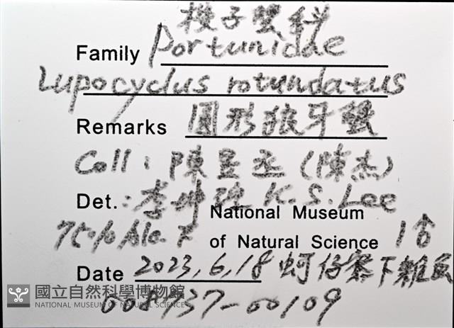 圓形狼牙蟹藏品圖，第8張