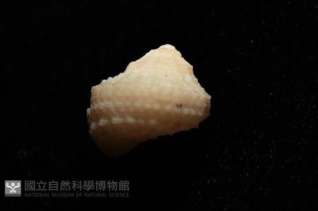 荔枝花冠螺藏品圖，第8張