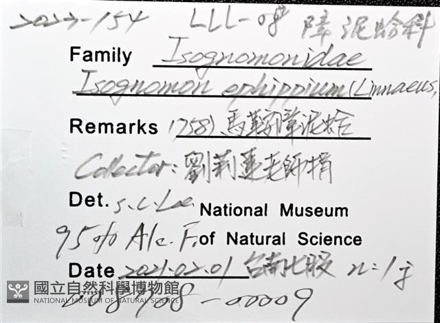 馬鞍(扁平)障泥蛤藏品圖，第8張