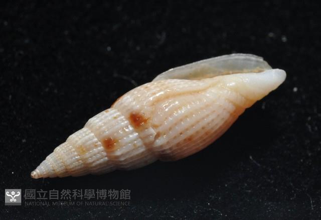 水月蛹筆螺藏品圖，第8張