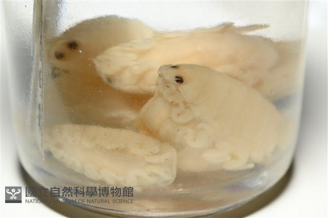 未知種縮頭水虱藏品圖，第8張