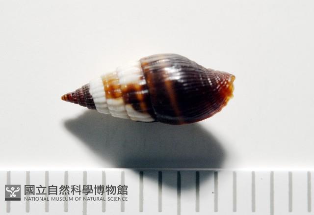 朝露蛹筆螺藏品圖，第8張