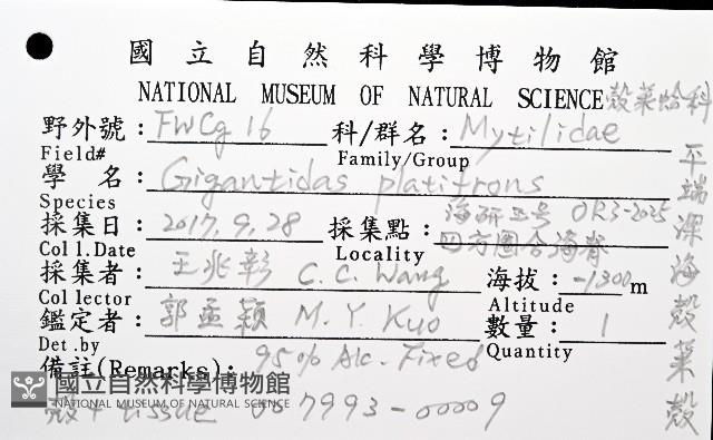 平端深海殼菜蛤藏品圖，第8張