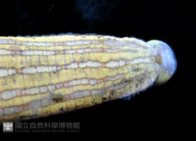 光潤金線蛭藏品圖，第7張