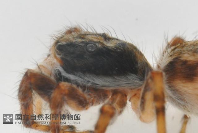 雙帶扁蠅虎藏品圖，第8張