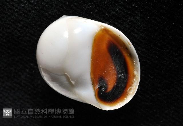 臍孔白玉螺藏品圖，第8張