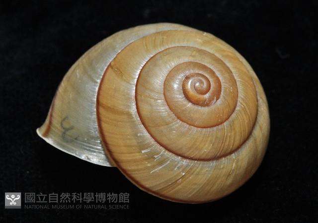 金崙栗蝸藏品圖，第8張