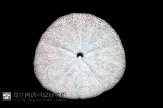 盾形網溝海膽藏品圖，第8張