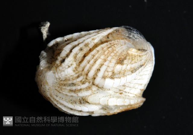 貝雕吻花籠藏品圖，第8張