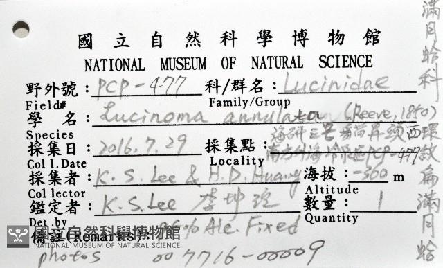 環紋扁滿月蛤藏品圖，第8張