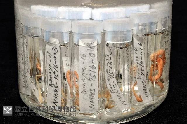 梧棲搓蟄蟲藏品圖，第8張