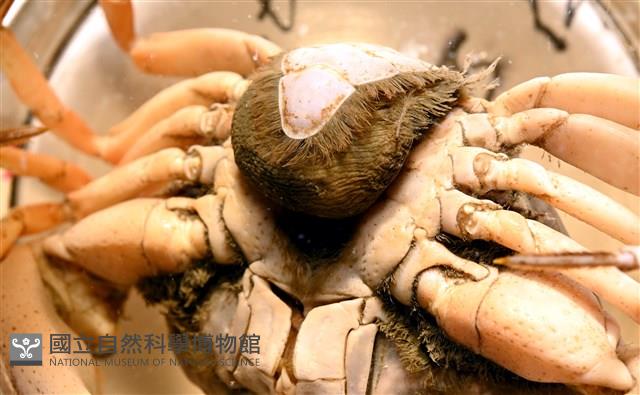 扁平多囊蟹奴藏品圖，第8張