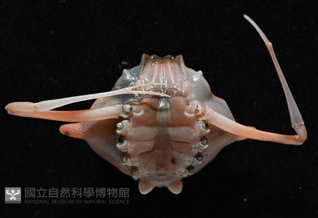 雙角轉輪蟹藏品圖，第8張