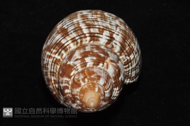 鬱金香旋螺藏品圖，第8張