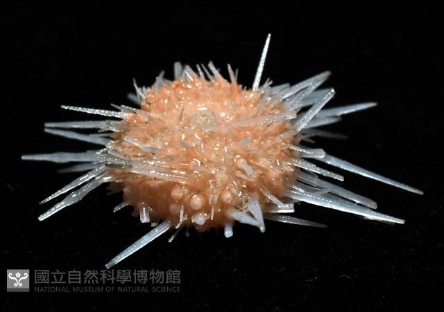 福氏鋸海膽藏品圖，第8張
