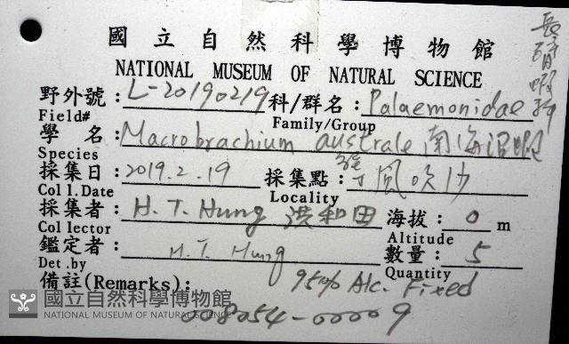 澳洲(南海)沼蝦藏品圖，第8張