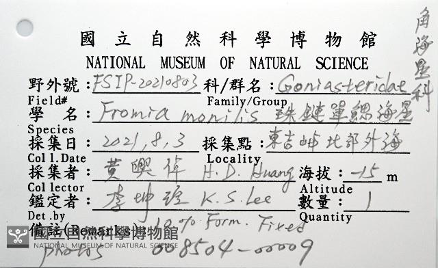 單鏈蛇星(珠鏈單鰓海星)藏品圖，第8張