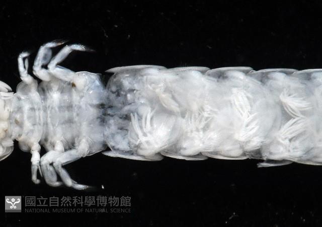 托瑪西尼幼嫩蝦蛄藏品圖，第8張