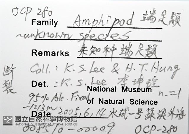 未知種端足類藏品圖，第8張