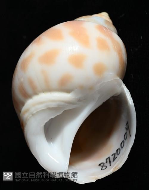 妃珍鳳螺藏品圖，第8張