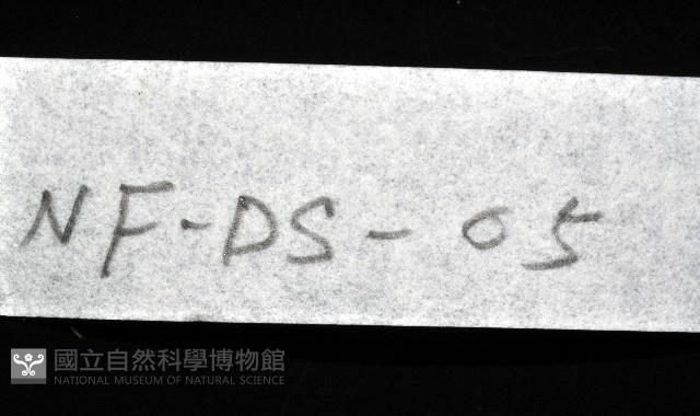 西表島新米蝦藏品圖，第8張