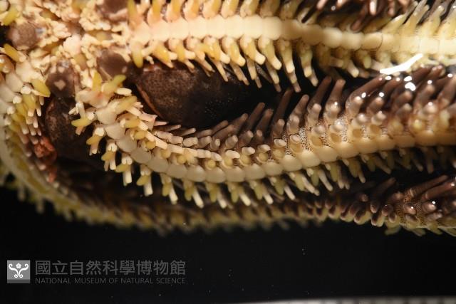 蜈蚣櫛蛇尾藏品圖，第8張
