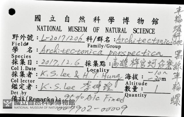 黑線車輪螺藏品圖，第8張