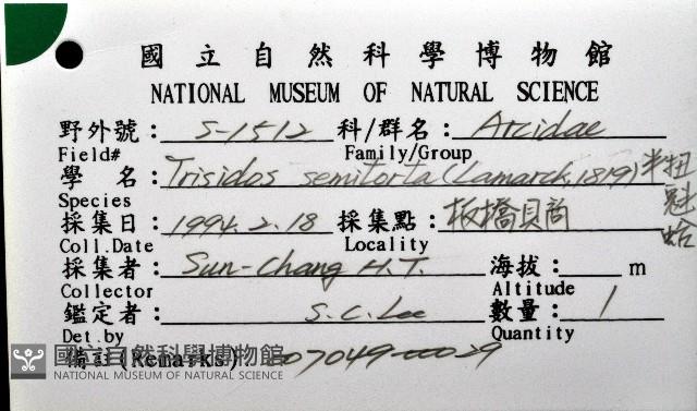 半扭魁蛤藏品圖，第8張
