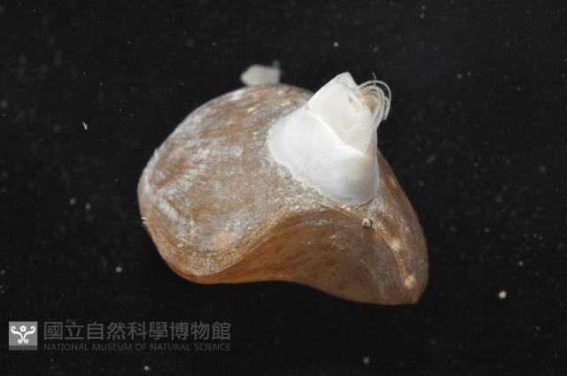 未知種酸漿貝藏品圖，第8張
