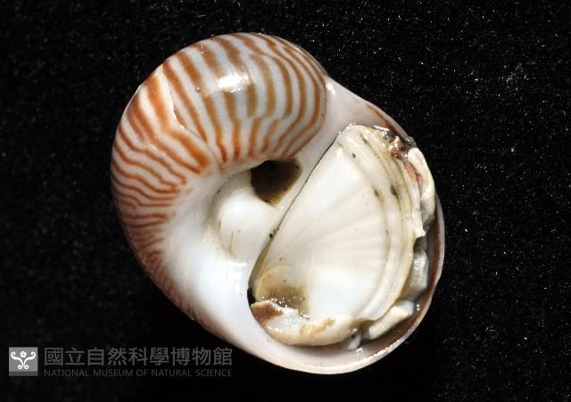 細紋玉螺藏品圖，第8張
