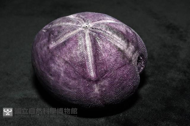 中華釜海膽藏品圖，第8張