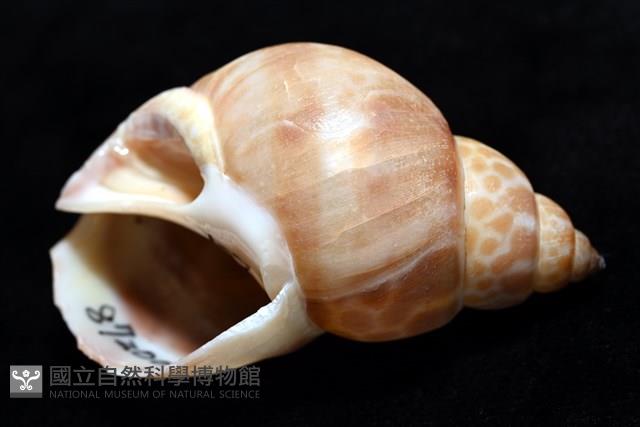 錫蘭鳳螺藏品圖，第8張