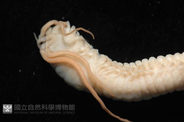 刺管薩歐蟲藏品圖，第8張