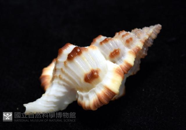 褐廇翼法螺藏品圖，第8張